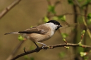 Marsh tit